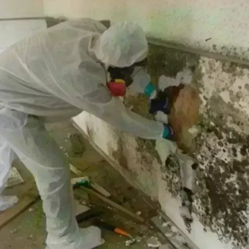 Mold Remediation and Removal in Childersburg, AL